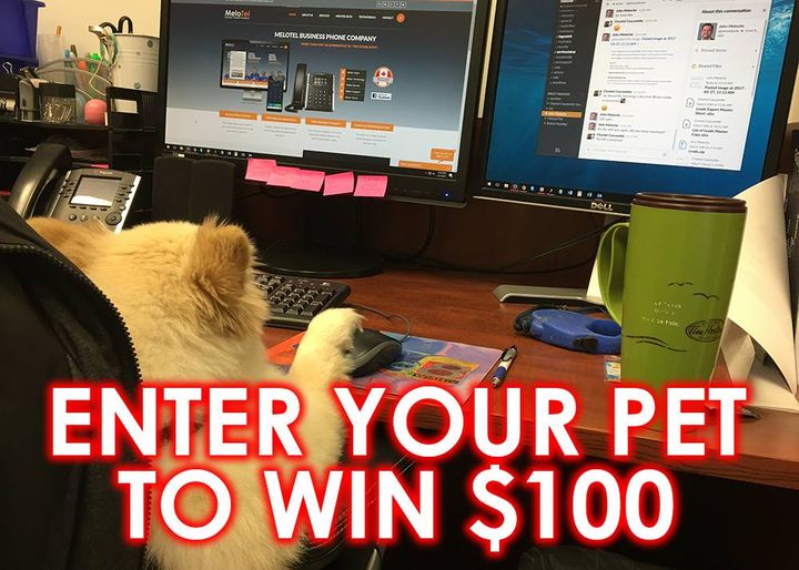 Enter The Cutest Pet Contest For A Chance To Win $100 Cash!